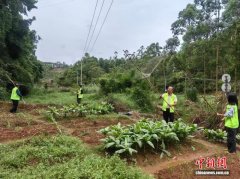 广西乡村“特别护林队”守护候鸟迁徙路
